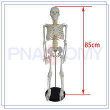 PNT-0106a meilleure vente Halloween modèle squelette